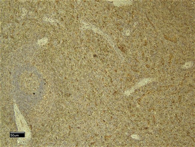 C5AR1 Antibody in Immunohistochemistry (Paraffin) (IHC (P))