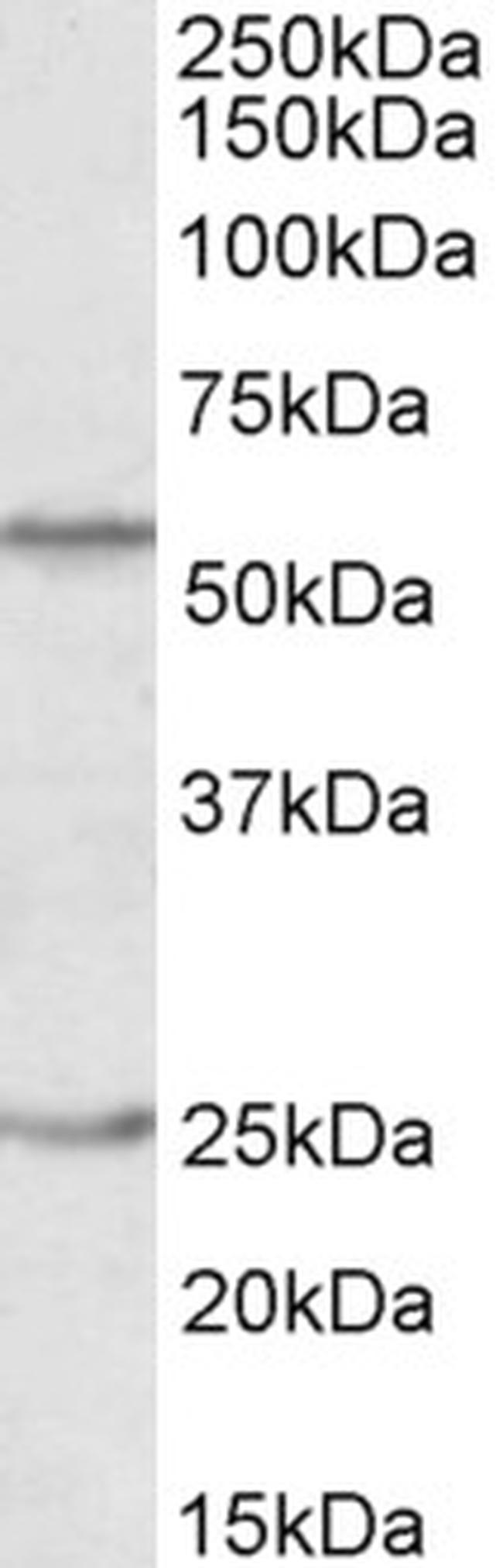 Oct-2 Antibody in Western Blot (WB)