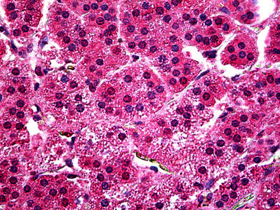 Myb Antibody in Immunohistochemistry (Paraffin) (IHC (P))