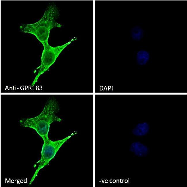 GPR183 Antibody in Immunocytochemistry (ICC/IF)