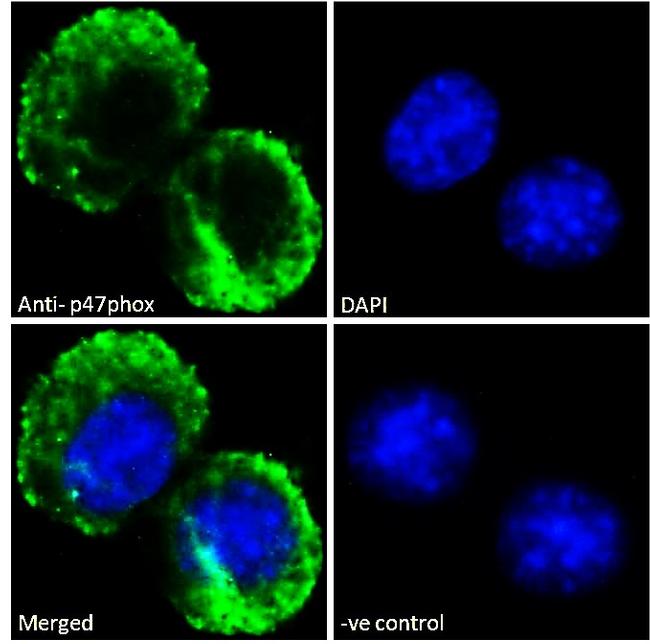 p47phox Antibody in Immunocytochemistry (ICC/IF)