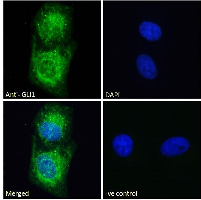 GLI1 Antibody in Immunocytochemistry (ICC/IF)