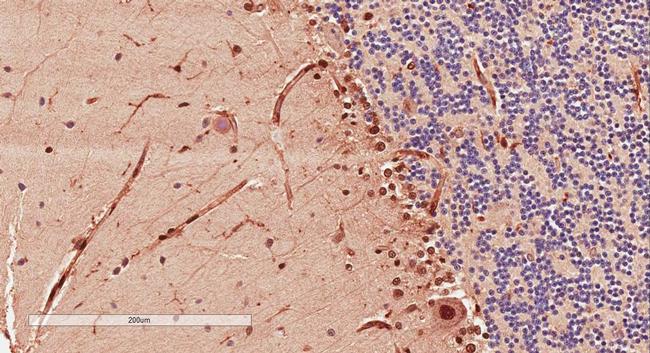 Doublecortin Antibody in Immunohistochemistry (Paraffin) (IHC (P))