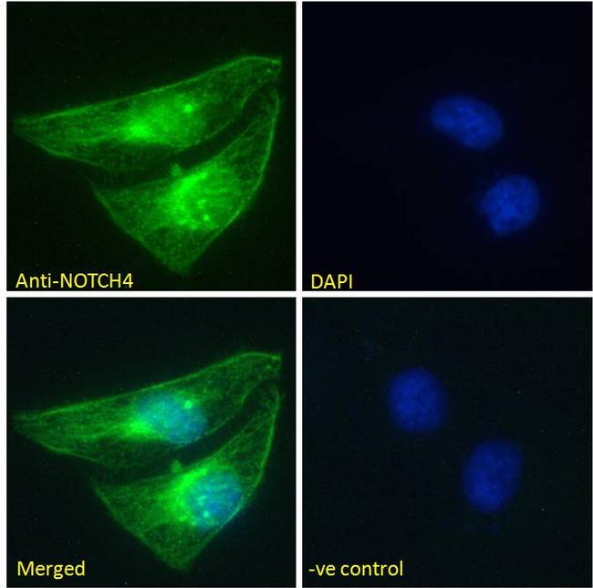 NOTCH4 Antibody in Immunocytochemistry (ICC/IF)