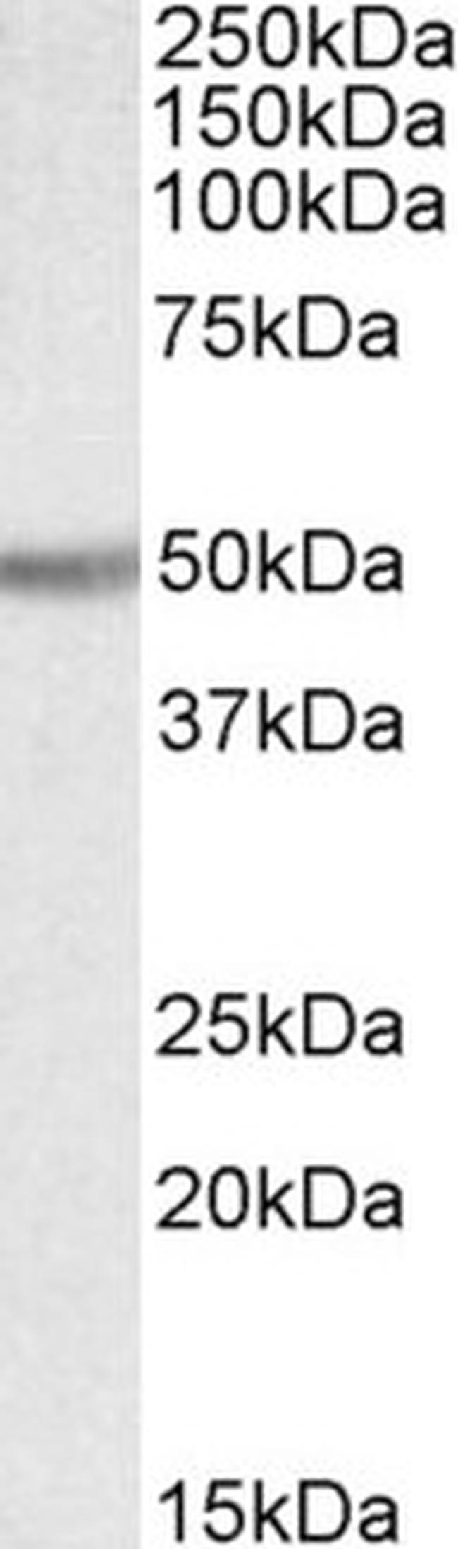 UGT2B Antibody in Western Blot (WB)