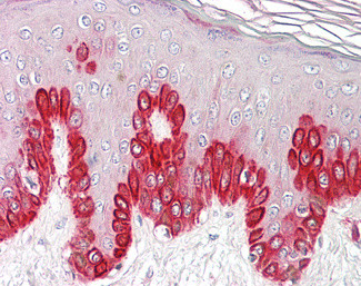 SIRT1 Antibody in Immunohistochemistry (Paraffin) (IHC (P))