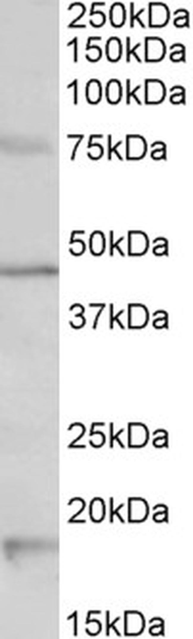 HTR1A Antibody in Western Blot (WB)