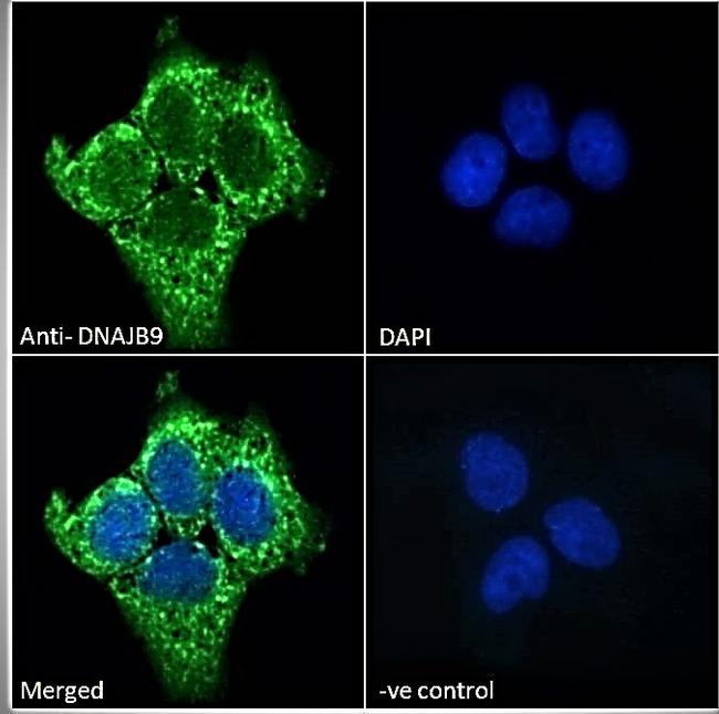 DNAJB9 Antibody in Immunocytochemistry (ICC/IF)