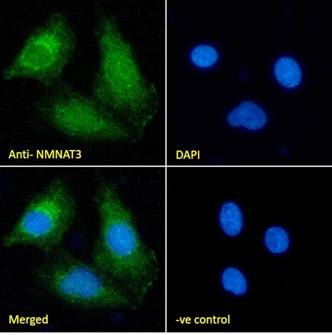 NMNAT3 Antibody in Immunocytochemistry (ICC/IF)