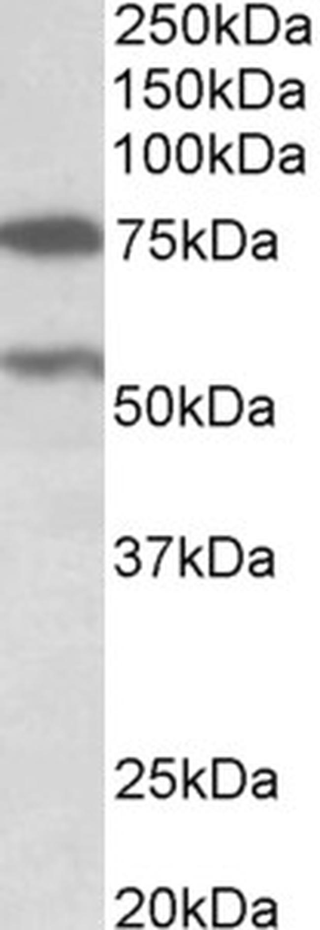 PRODH Antibody in Western Blot (WB)