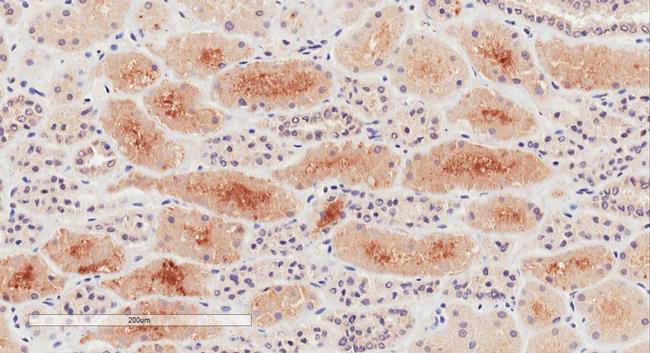 NPR3 Antibody in Immunohistochemistry (Paraffin) (IHC (P))