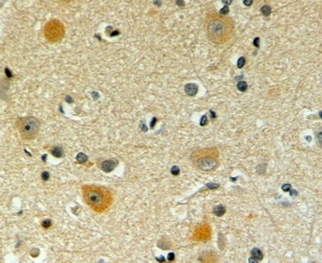 POFUT1 Antibody in Immunohistochemistry (Paraffin) (IHC (P))