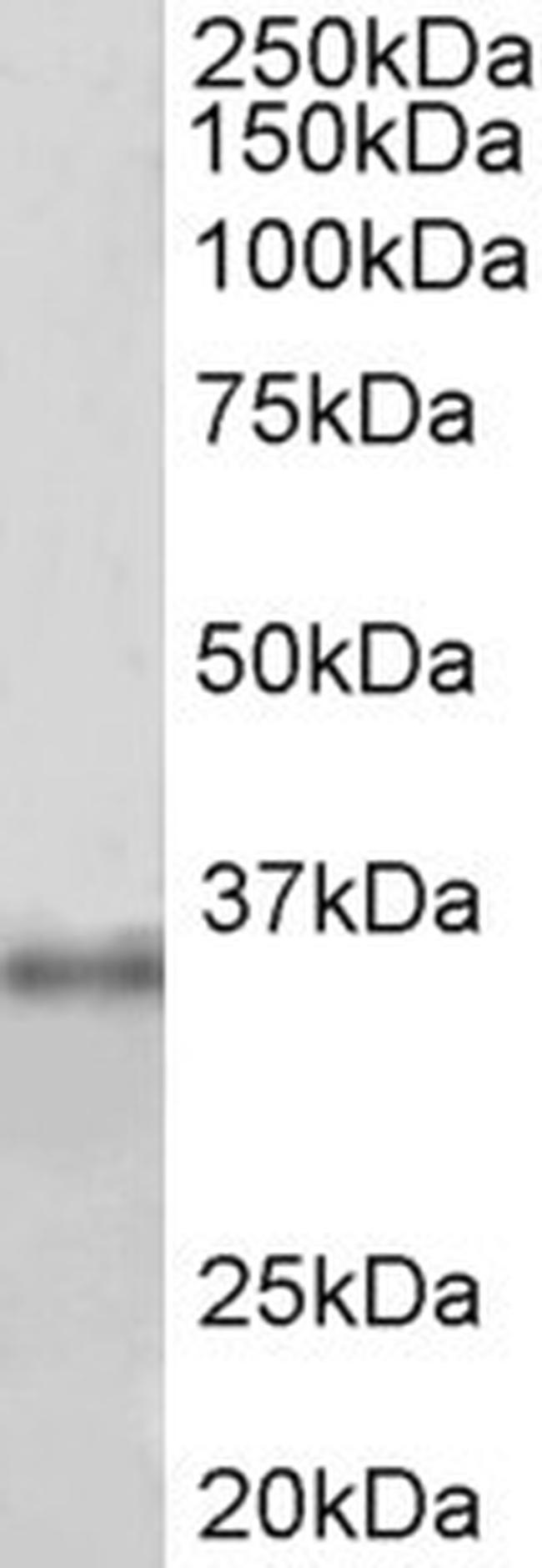 Fibrillarin Antibody in Western Blot (WB)