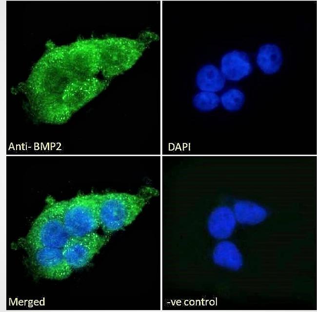 BMP-2 Antibody in Immunocytochemistry (ICC/IF)