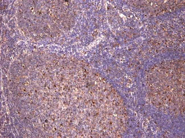 c-Fos Antibody in Immunohistochemistry (Paraffin) (IHC (P))