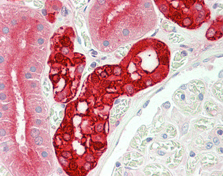 Calbindin D28K Antibody in Immunohistochemistry (Paraffin) (IHC (P))