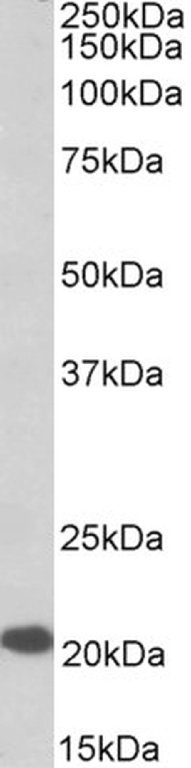 CSP alpha Antibody in Western Blot (WB)