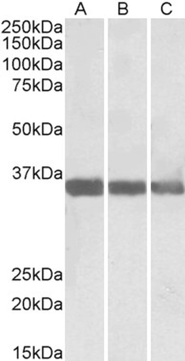 MDH1 Antibody in Western Blot (WB)