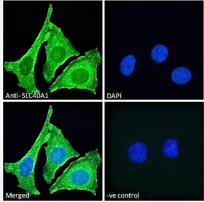 Ferroportin Antibody in Immunocytochemistry (ICC/IF)