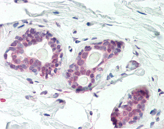 HOXC10 Antibody in Immunohistochemistry (Paraffin) (IHC (P))