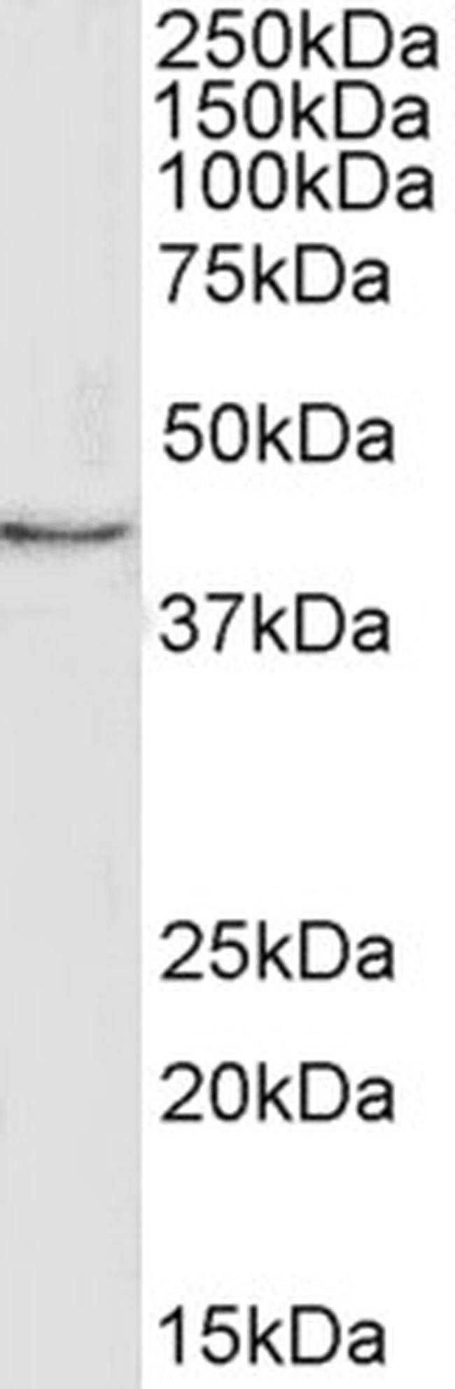 MFGE8 (Lactadherin) Antibody in Western Blot (WB)