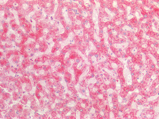 Fibrinogen alpha chain Antibody in Immunohistochemistry (Paraffin) (IHC (P))