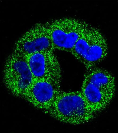 Annexin A2 Antibody in Immunocytochemistry (ICC/IF)