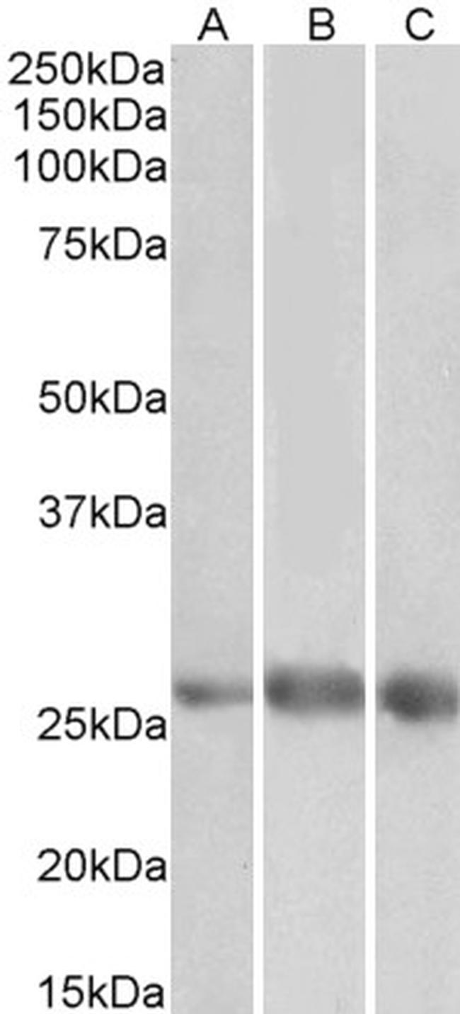 EGFL7 Antibody in Western Blot (WB)