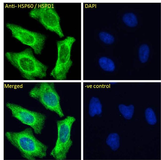 HSP60 Antibody in Immunocytochemistry (ICC/IF)