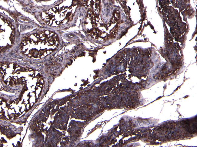 ACE2 Antibody in Immunohistochemistry (Paraffin) (IHC (P))