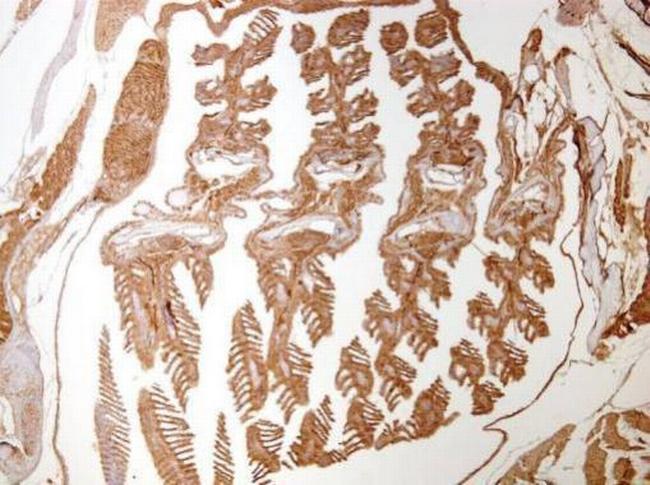 ACTA1b Antibody in Immunohistochemistry (Paraffin) (IHC (P))