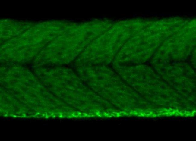 VEGF Antibody in Immunohistochemistry (PFA fixed) (IHC (PFA))