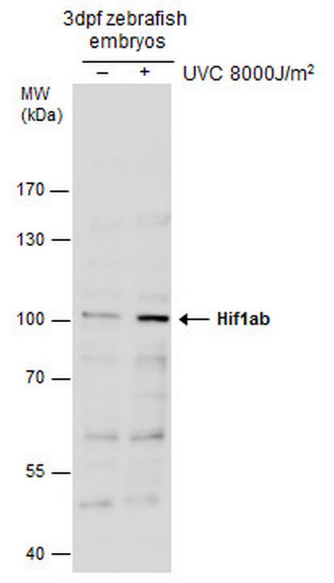 HIF1Ab Antibody in Western Blot (WB)