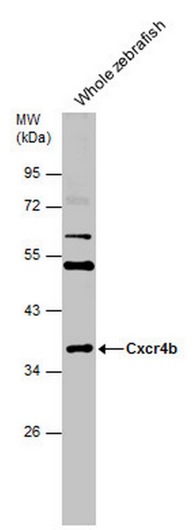 CXCR4b Antibody in Western Blot (WB)