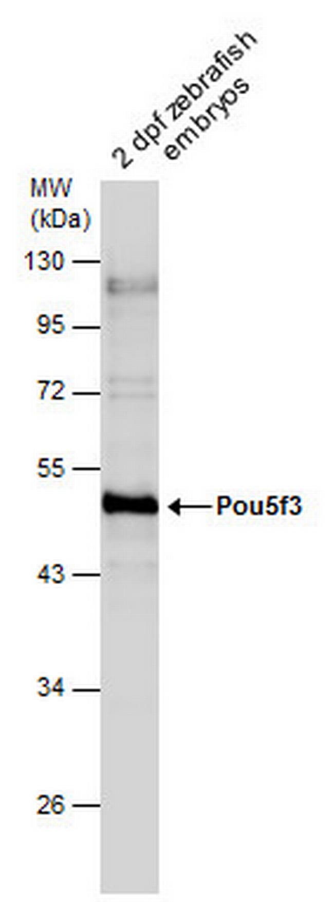 OCT4 Antibody in Western Blot (WB)