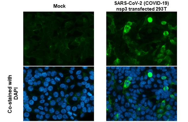 SARS-CoV-2 NSP3 (strain Wuhan-Hu-1) Antibody in Immunocytochemistry (ICC/IF)