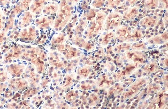 SLC17A3 Antibody in Immunohistochemistry (Paraffin) (IHC (P))