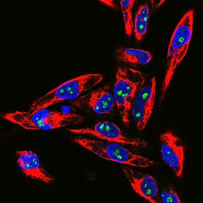 Fibrillarin Antibody in Immunocytochemistry (ICC/IF)