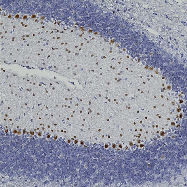 NeuN Antibody in Immunohistochemistry (Paraffin) (IHC (P))