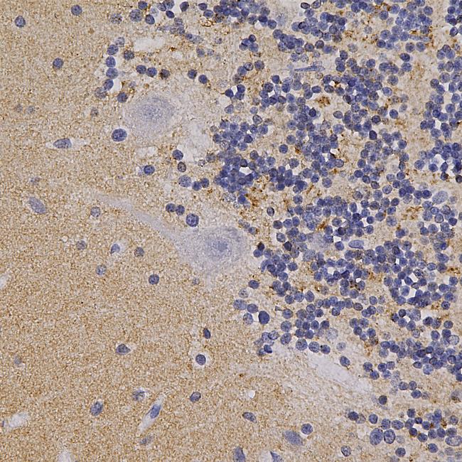 alpha Synuclein Antibody in Immunohistochemistry (Paraffin) (IHC (P))