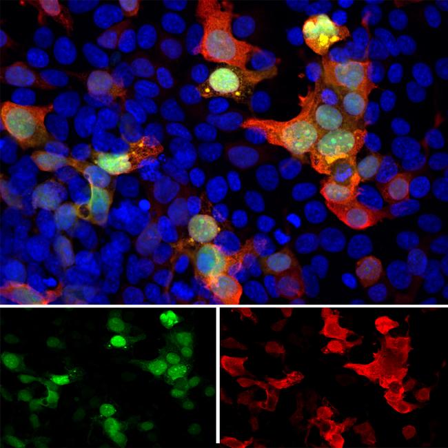 GFP Antibody in Immunocytochemistry (ICC/IF)