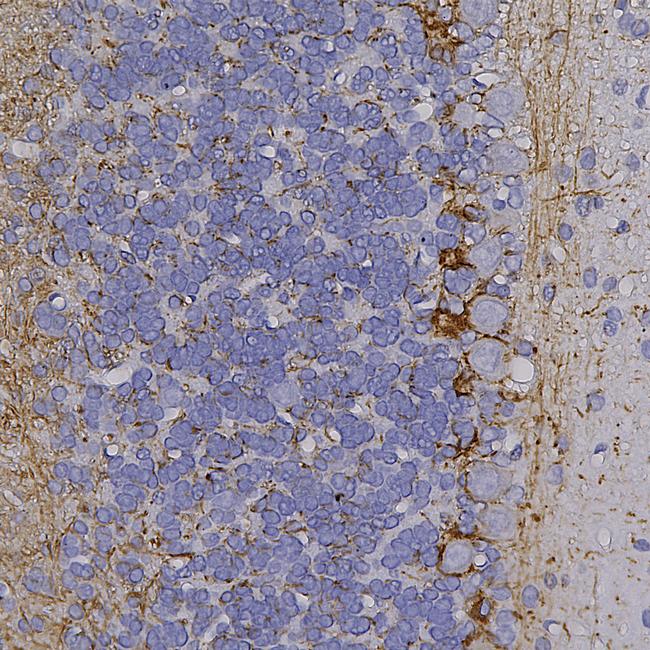 NF-H Antibody in Immunohistochemistry (Paraffin) (IHC (P))