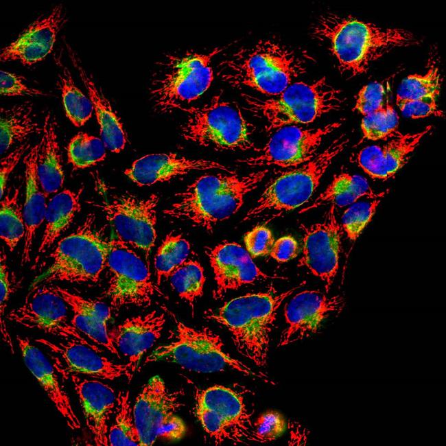 HSP60 Antibody in Immunocytochemistry (ICC/IF)