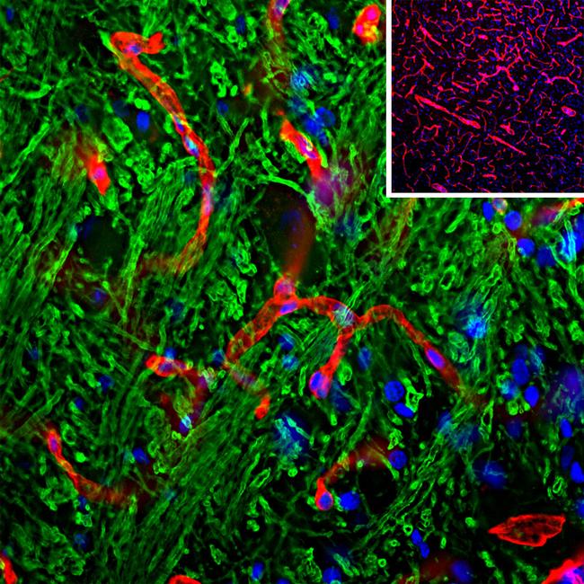 Laminin Antibody in Immunohistochemistry (PFA fixed) (IHC (PFA))