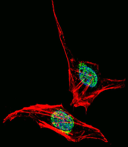 EN2 Antibody in Immunocytochemistry (ICC/IF)