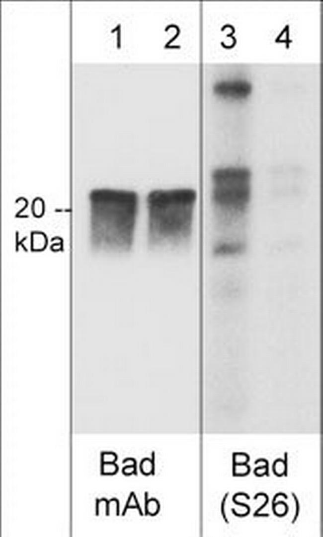 Phospho-BAD (Ser26) Antibody in Western Blot (WB)