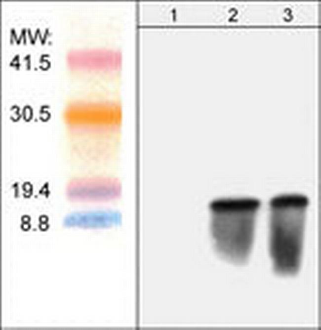 Blasticidin S Deaminase Antibody in Western Blot (WB)