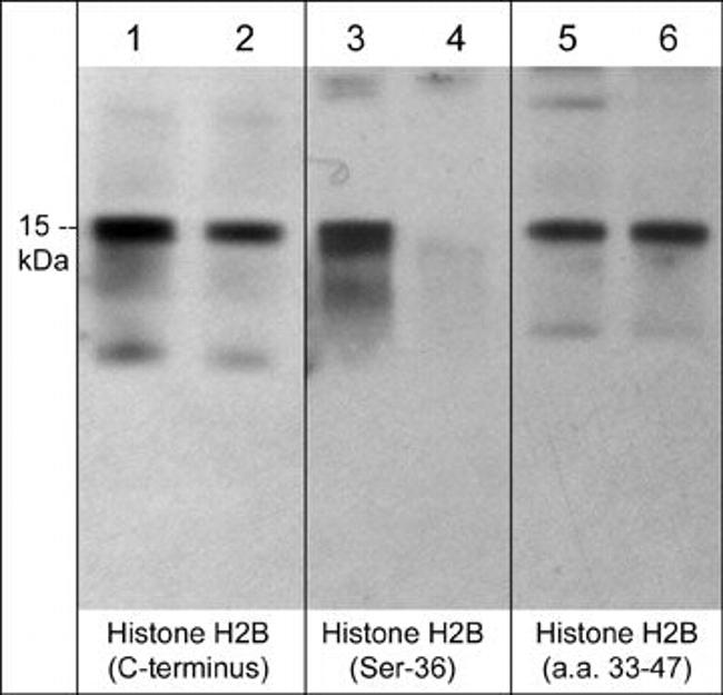 Phospho-Histone H2B (Ser36) Antibody in Western Blot (WB)