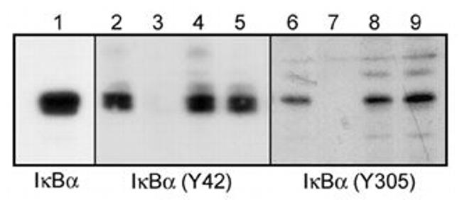 Phospho-IKB alpha (Tyr305) Antibody in Western Blot (WB)