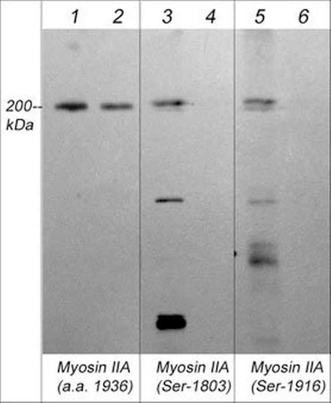 Phospho-MYH9 (Ser1803) Antibody in Western Blot (WB)